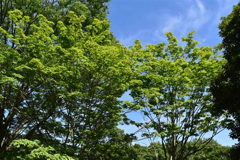 庭院樹種|庭木図鑑 植木ペディア